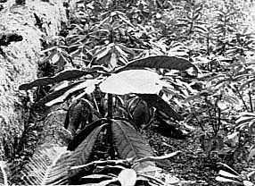 Falconeri series  (Rock 102)