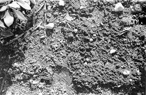 Rhododendron weed control