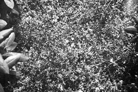 Rhododendron weed control