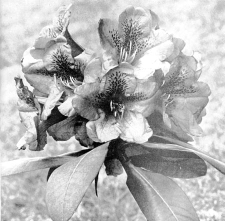 R. 'Queen of Hearts'