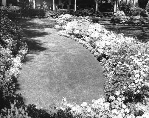 Azalea border facing the porch.