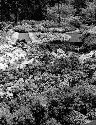 Azalea Garden showing Candy Tuft border.