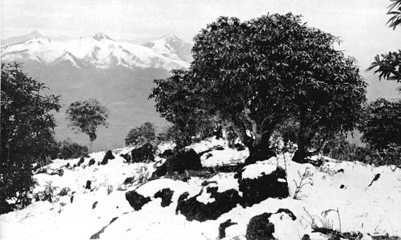 R. delavayi growing on Ta-yin-Shan