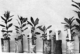 Rhododendron seedlings