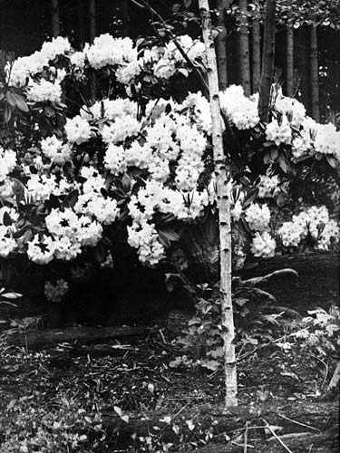 R. 'Faggetter's Favorite'