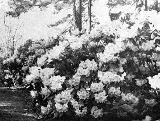 R. 'Naomi Carissima'