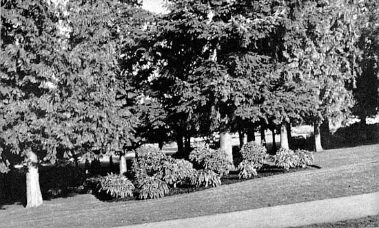 UBC rhododendron collection