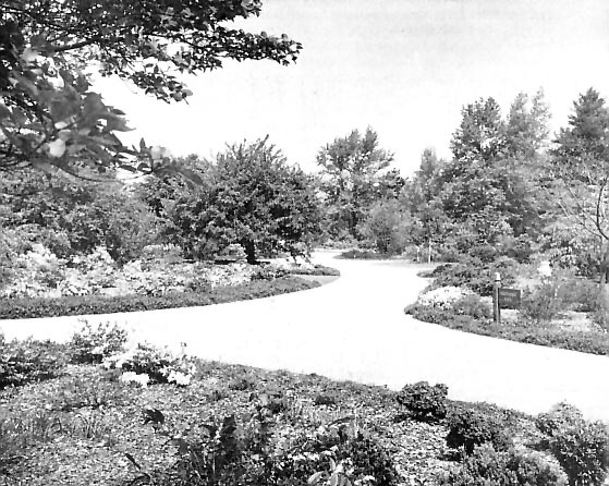 Section of the Synoptic Shrub Garden