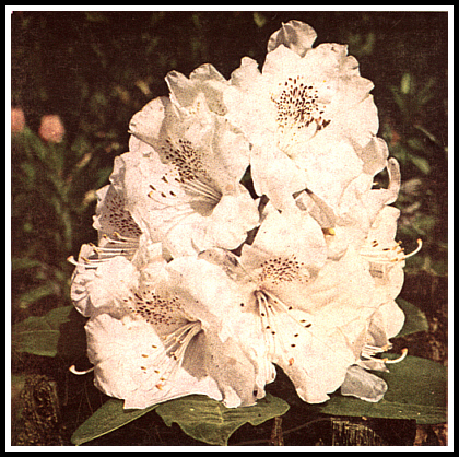 R.' Beauty of Littleworth'