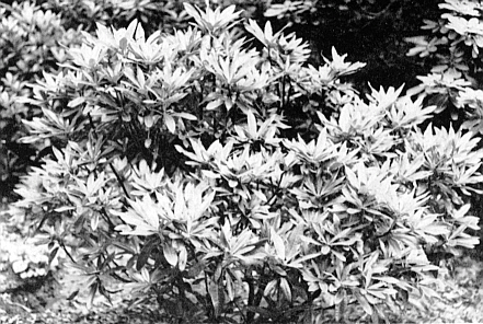 Fragrant Foilage Plant