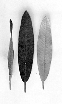 Reverse and side views of fragant foilage