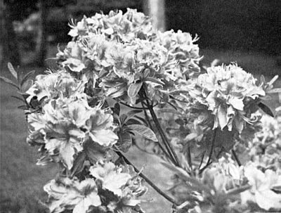 Windsor hybrid flower truss