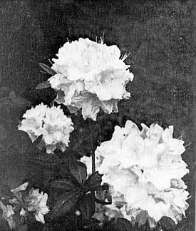 Windsor hybrid truss