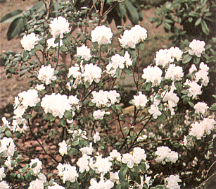 R. dauricum f. album