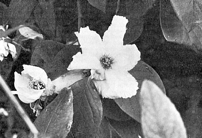Stewartia malachodendron
