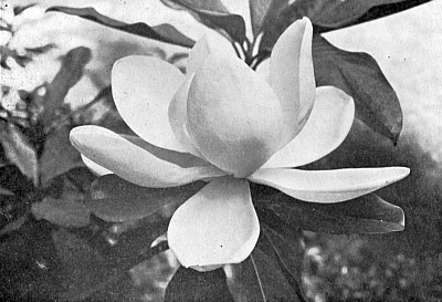 Magnolia grandiflora