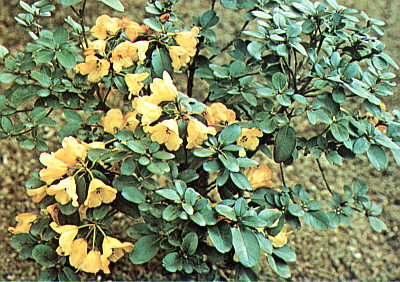 R. caloxanthum
