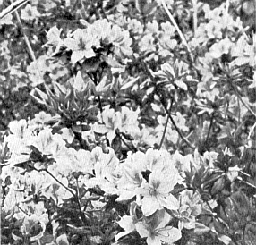 R. sataense at Mt. Takakuma
