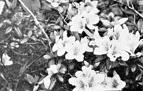 R. sataense at Mt. Takakuma