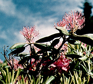 R. catawbiense, staminoid form