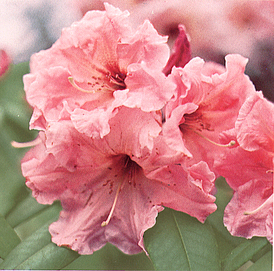 R. 'Julia Grothaus' C.A.