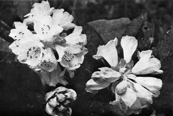 R. wrayi, 5 lobed form