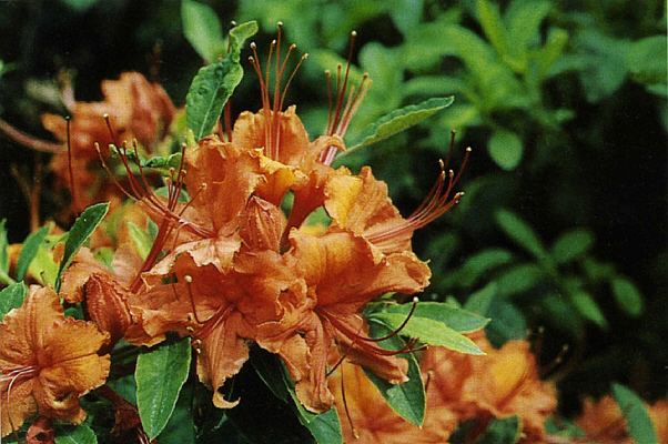 R. calendulaceum 'Colossus'