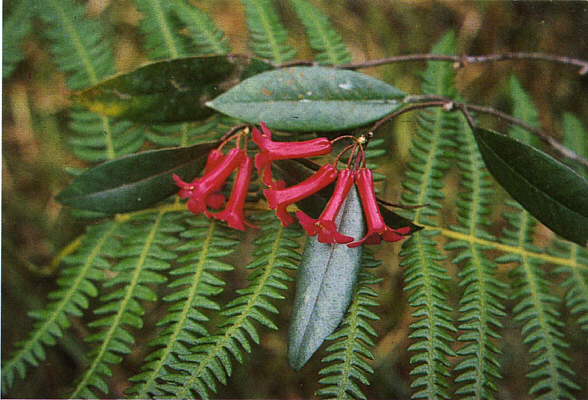 R. malayanum