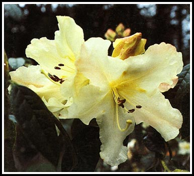 R. 'Humbolt Sunrise'