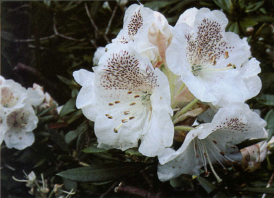 R. aberconwayi compact form