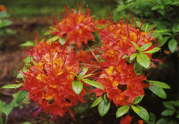 R. 'Coccinea Speciosa'