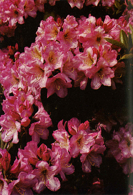 R. 'William Rogers Coe'