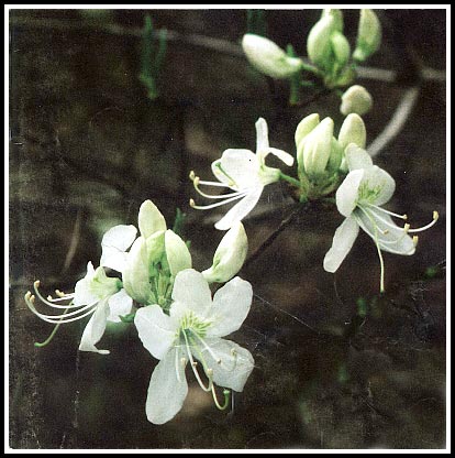 R. vaseyi, 'White Find'