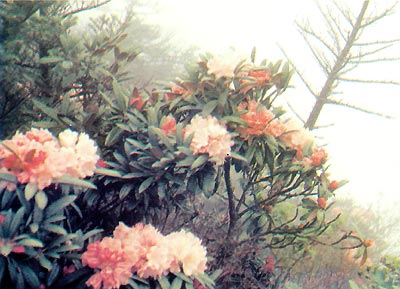 R. metternichii var. metternichii