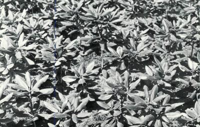 One year old rhododendron stem cuttings.