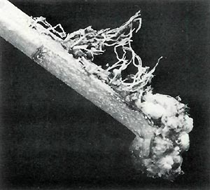 Effect of single heavy wound showing roots
emerging from the wound.