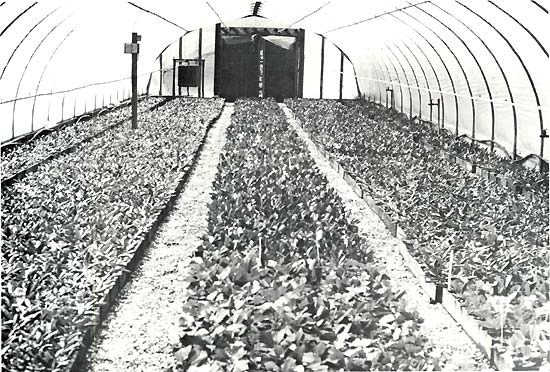 Modern mist operation plastic house for plant cuttings.