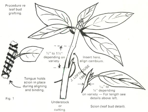 Leaf Bud Grafting