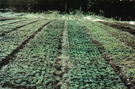 Field grown R. kiusianum, Nagasaki, Japan.