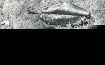 Differences between caterpillar and root weevil
foliar feeding.