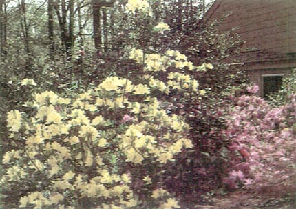 Exbury seedling and 'Sun Glow'