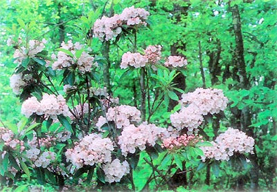 Kalmia latifolia