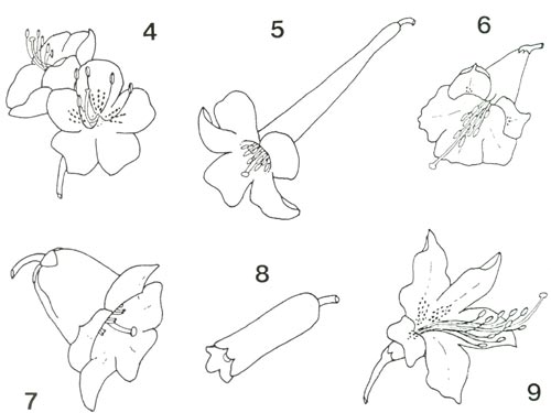 Rhododendron flower shapes