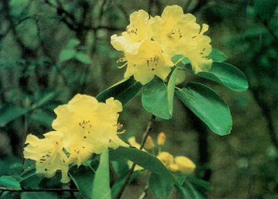 R. wardii, clear yellow form
