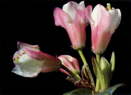 Truss of R. campylogynum x R. spinuliferum.
showing a typical light dependent pigmentation pattern.