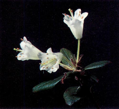 R. campylogynum x R. spinuliferum which 
had been shaded from light.