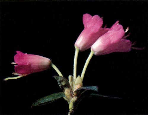 R. campylogynum x R. spinuliferum showing a 
light independent pattern.