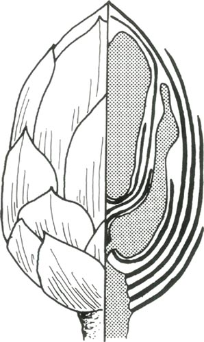 Dissected rhododendron bud.