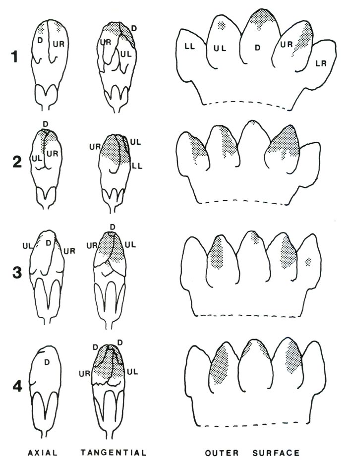 Intact and dissected flowers taken from 
opening buds.