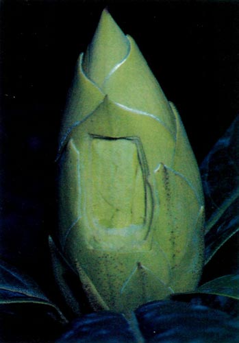 Rectangular hole cut in side of bud.